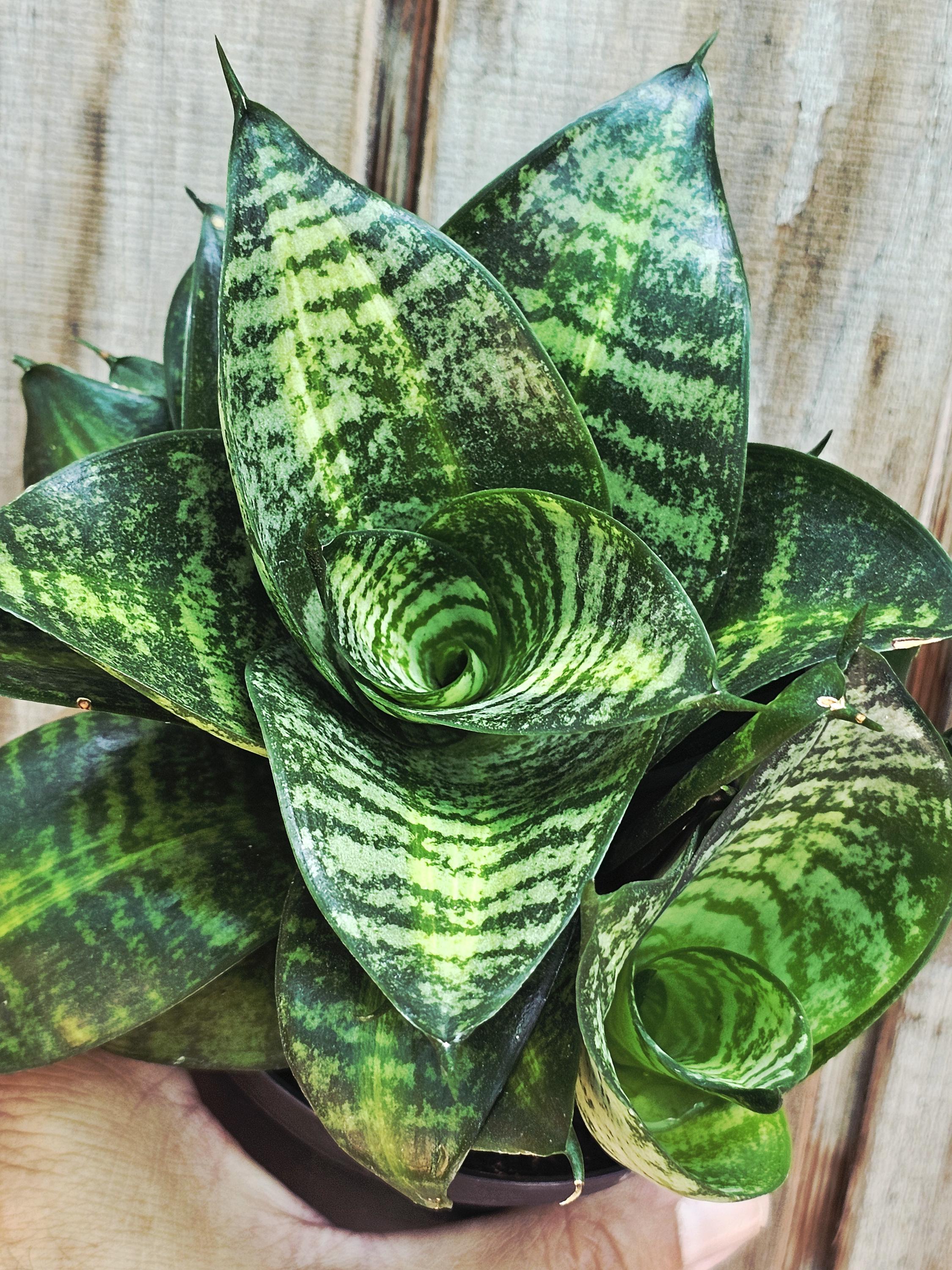 Sansevieria Star Hahnii 'tiger'  Rare Snake Plant, Easy Care Houseplant -  Etsy