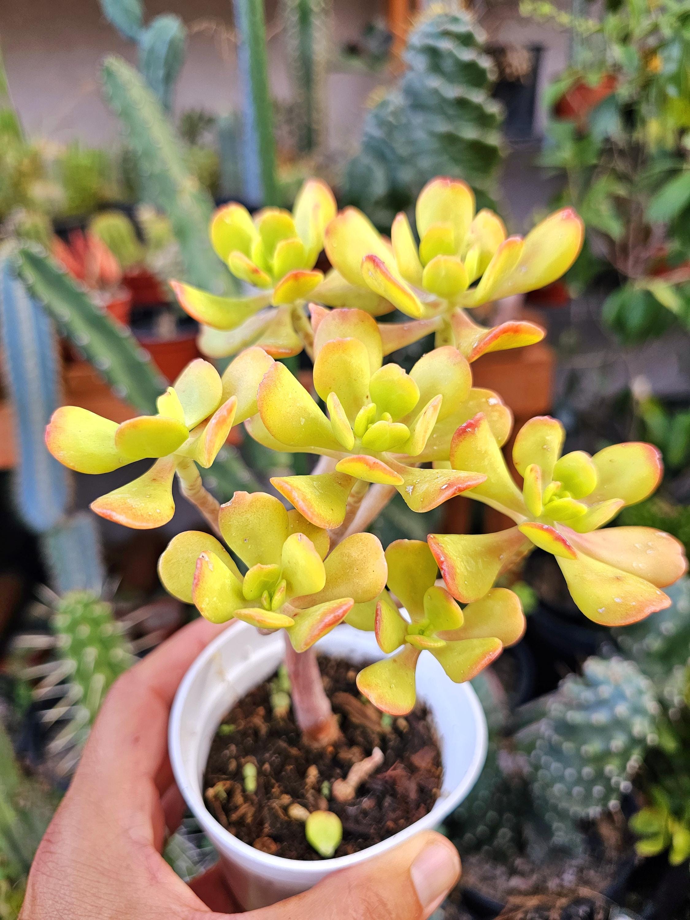 sedum dendroideum Stonecrop bonsai Tree.