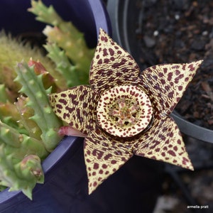 May include: Close-up of a starfish-shaped flower with a cream and maroon spotted pattern. The flower's center is a lighter cream color with small, intricate details. The plant has green, spiky stems and is in a purple pot.