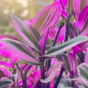 May include: A Tradescantia nanouk plant featuring pointed, lance-shaped leaves with vibrant variegated patterns of bright magenta, deep purple, and creamy white stripes. The stems are dark and upright, supporting the dense foliage.