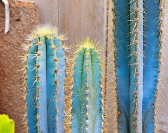Blue Torch Cactus – Exotic Columnar Succulent, Hardy & Easy Care