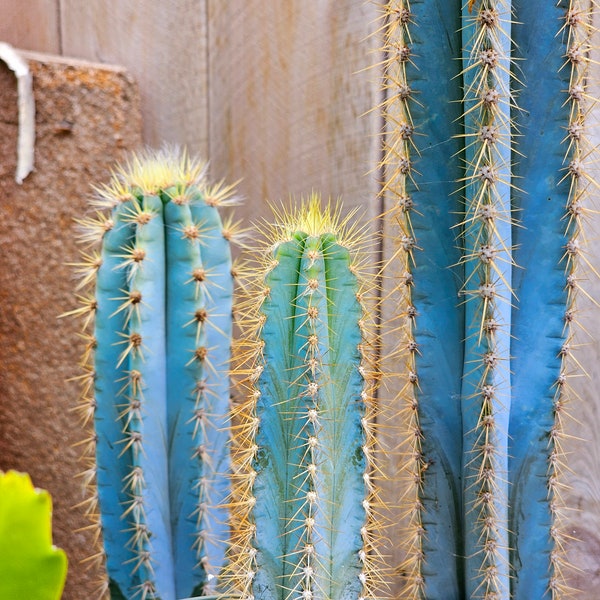 Blue Torch Cactus – Exotic Columnar Succulent, Hardy & Easy Care