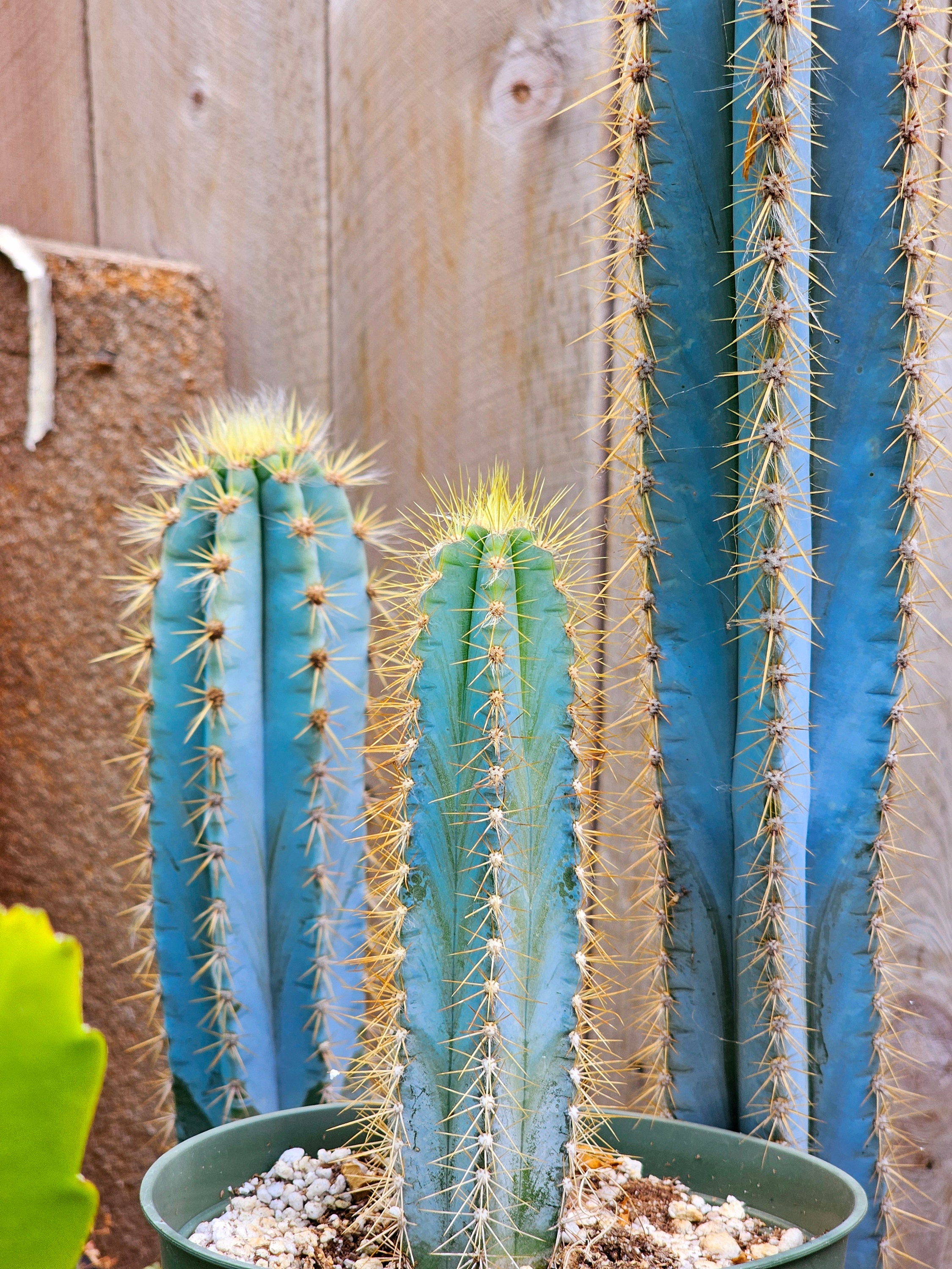 【高額売筋】 Bluish, Vivid Blue Pachycladus Pilocereus Brazilian Cactus アガベ