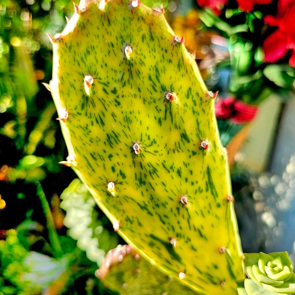Opuntia Sunburst – Variegated Prickly Pear Cactus Cuttings, Hardy Easy Care