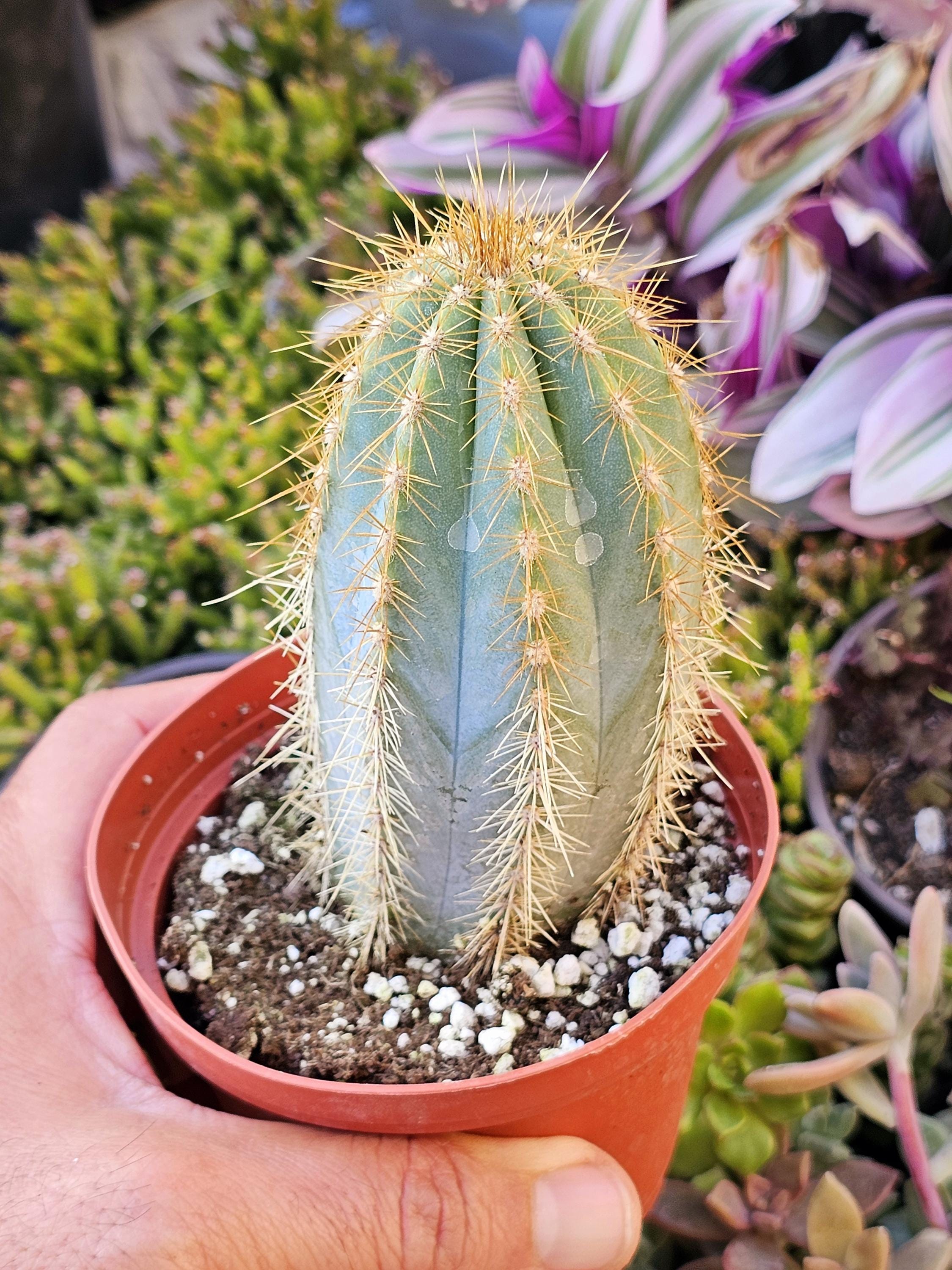 Blue Torch Cactus  Exotic Columnar Succulent, Hardy & Easy Care - Etsy
