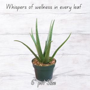 Puede incluir: Planta de aloe vera en maceta verde oscuro. Se ven largas hojas verdes. El texto "Whispers of wellness in every leaf" est&aacute; arriba. La maceta mide 15 cm de di&aacute;metro.