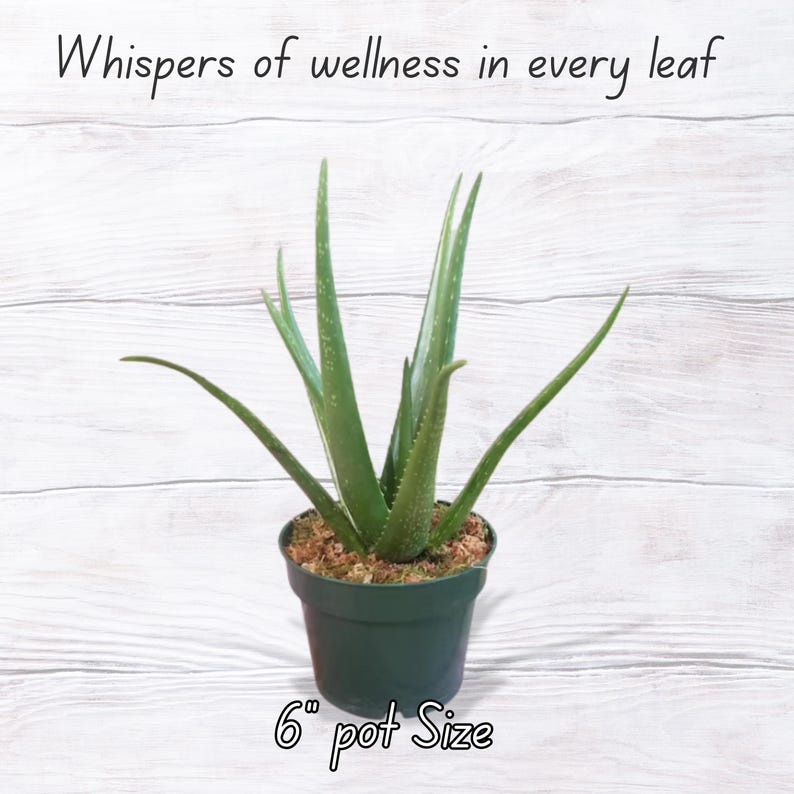 Puede incluir: Planta de aloe vera en maceta verde oscuro. Se ven largas hojas verdes. El texto "Whispers of wellness in every leaf" est&aacute; arriba. La maceta mide 15 cm de di&aacute;metro.