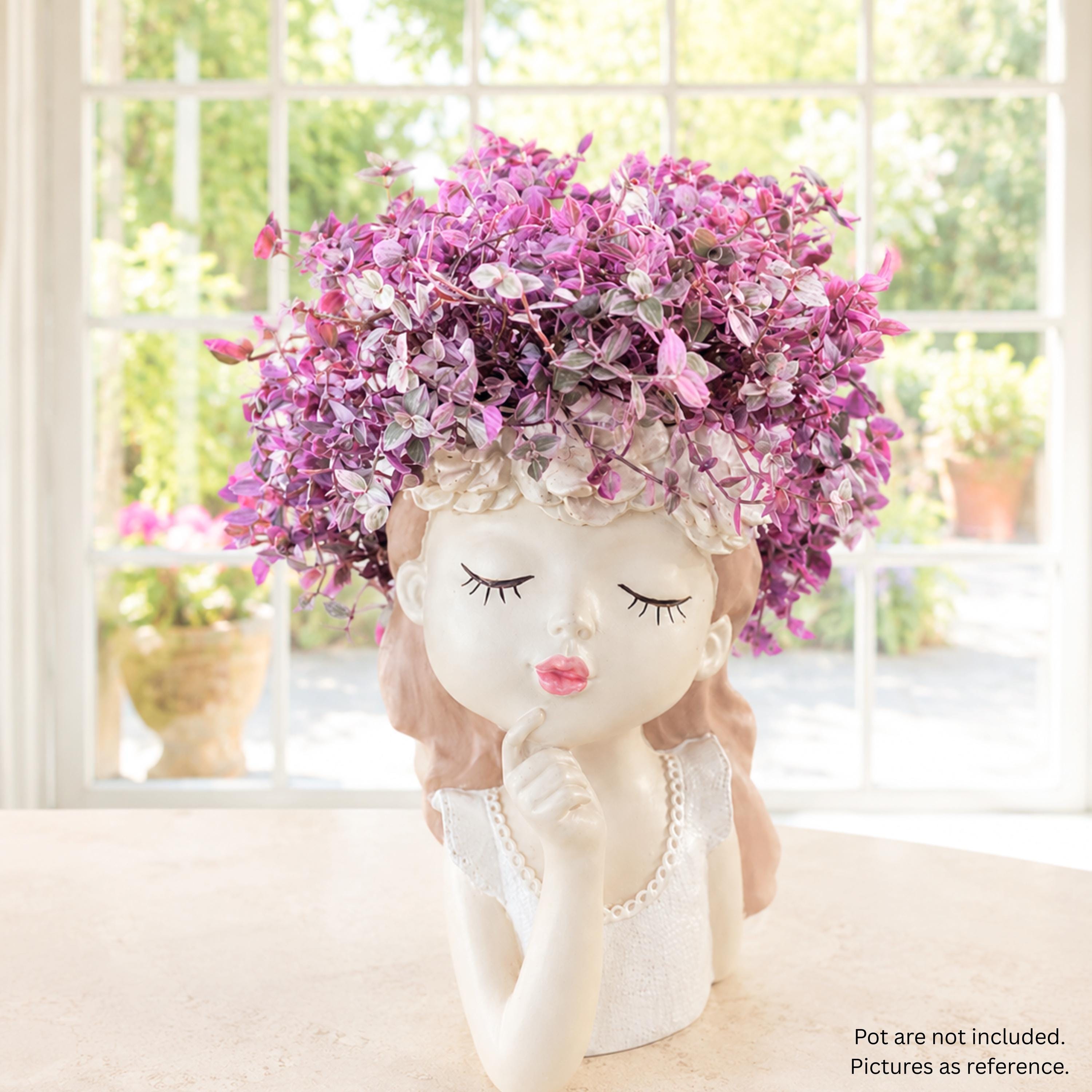 Pink Panther Callisia – Bolivian Jewel Wandering Jew, Easy Live