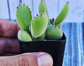 Bear Paw Succulent (Cotyledon Tomentosa) - Baby Plant