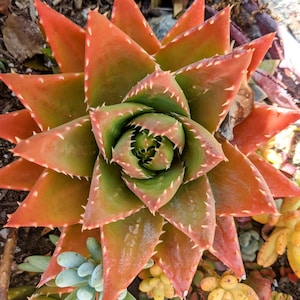 May include: A close-up of a succulent plant with red and green leaves. The leaves are arranged in a spiral pattern and have sharp points. The plant is growing in a pot.
