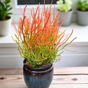 Pencil Cactus – Euphorbia tirucalli &#39;Firestick Plant&#39;,  easy to care,  drought tolerant plant.