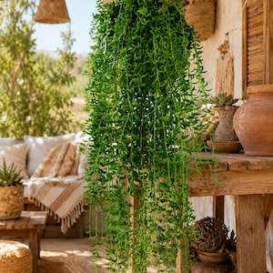 May include: A lush, trailing green plant with long, slender stems and small, pointed leaves hanging from a black metal chain. The vibrant foliage cascades downward in dense, overlapping layers, creating a full, textured appearance.