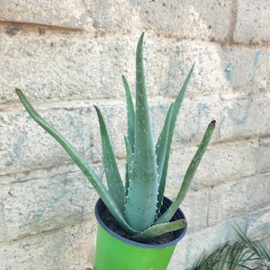 Puede incluir: Una planta de aloe vera en maceta verde. Las hojas verdes y puntiagudas se alzan hacia arriba. La maceta de pl&aacute;stico verde tiene un borde oscuro. El fondo es una pared de ladrillos clara y desgastada.