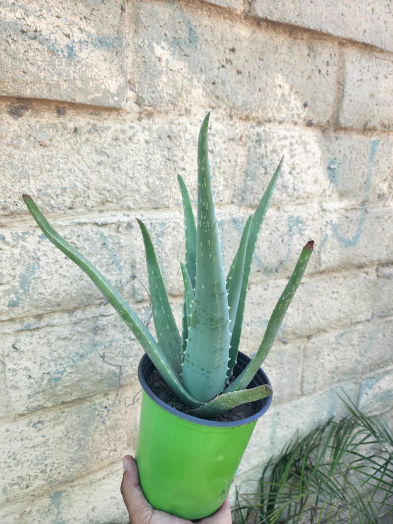 Puede incluir: Una planta de aloe vera en maceta verde. Las hojas verdes y puntiagudas se alzan hacia arriba. La maceta de pl&aacute;stico verde tiene un borde oscuro. El fondo es una pared de ladrillos clara y desgastada.