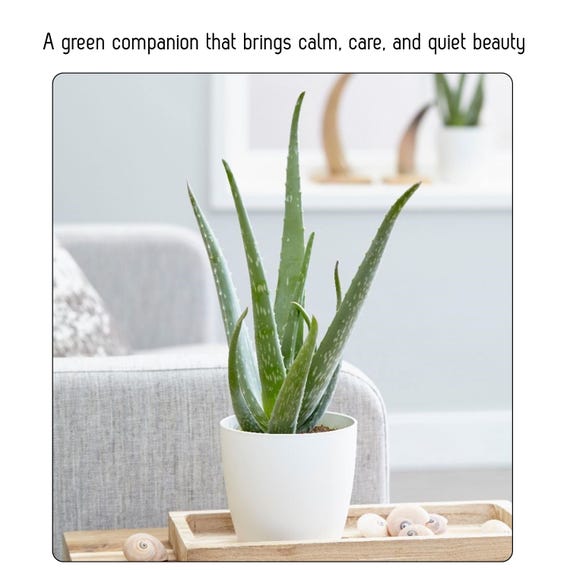 Aloe Vera – Easy Care Low Maintenance Plant, Hardy Indoor Houseplant