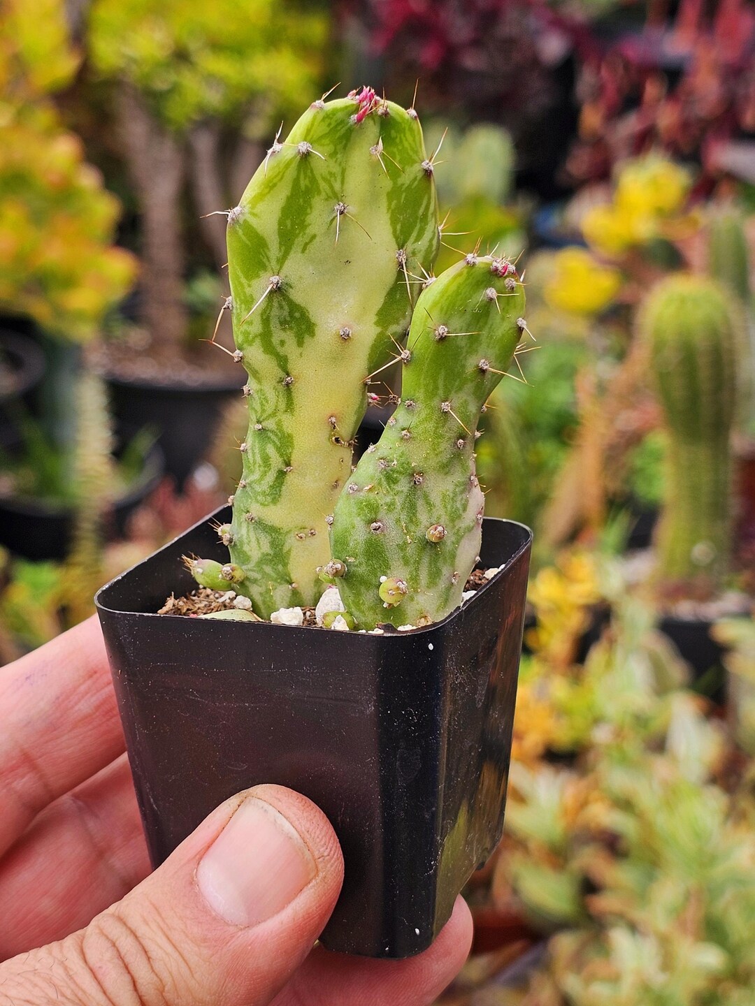 Pear Joseph Variegated Prickly Pear Cactus – Joseph’s Coat Opuntia Monacantha ...