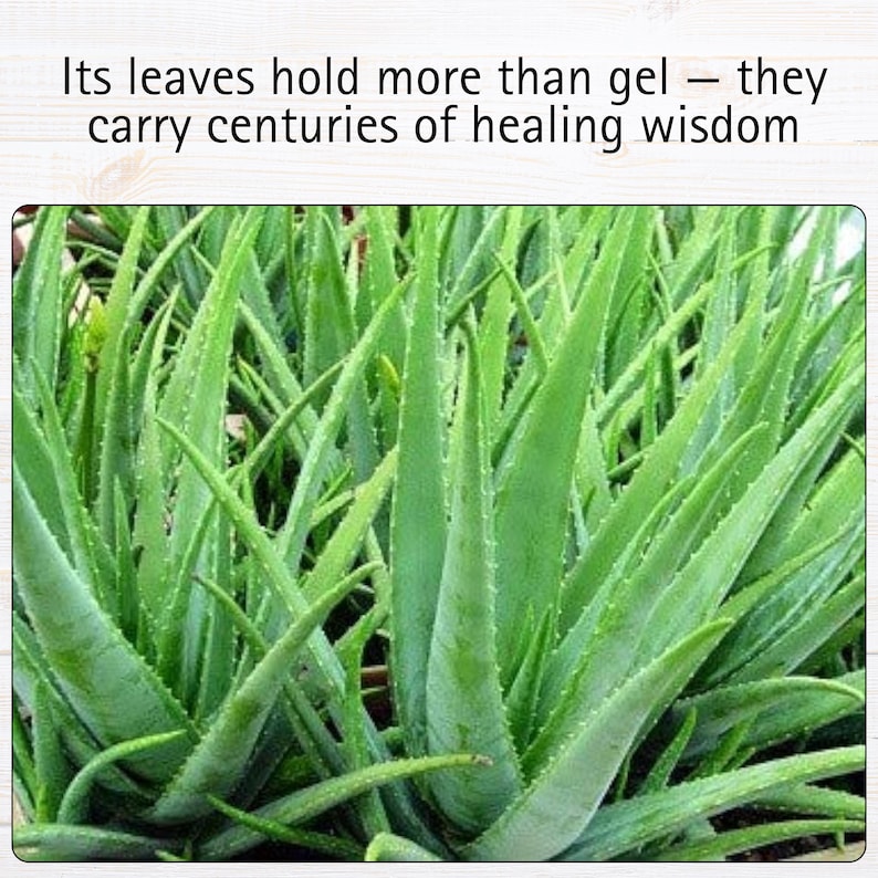 Puede incluir: Primer plano de plantas de aloe vera de color verde vibrante. La imagen presenta m&uacute;ltiples hojas con una superposici&oacute;n de texto que dice: "Sus hojas contienen m&aacute;s que gel: llevan siglos de sabidur&iacute;a curativa."