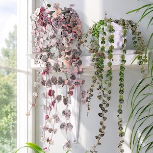 May include: Two trailing plants in white pots on a white wall shelf. The left plant features heart-shaped leaves with variegated pink, cream, and green patterns. The right plant has small, round, green leaves with a dark veined pattern.