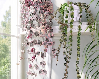 Variegated String of Hearts Plant – Pink Trailing Succulent, Ceropegia Woodii Variegata, Hanging Decor