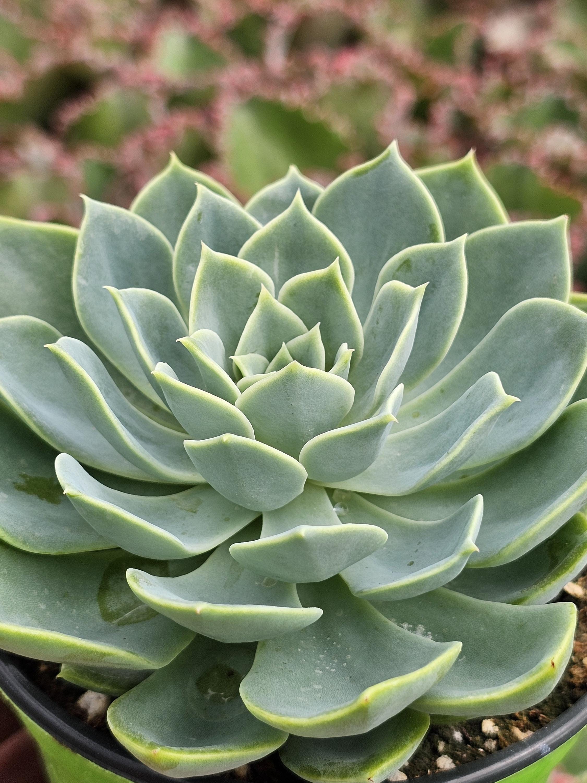 Echeveria Blue Atoll  Unique Bluish Green Succulent, Easy Care Potted  Plant - Etsy