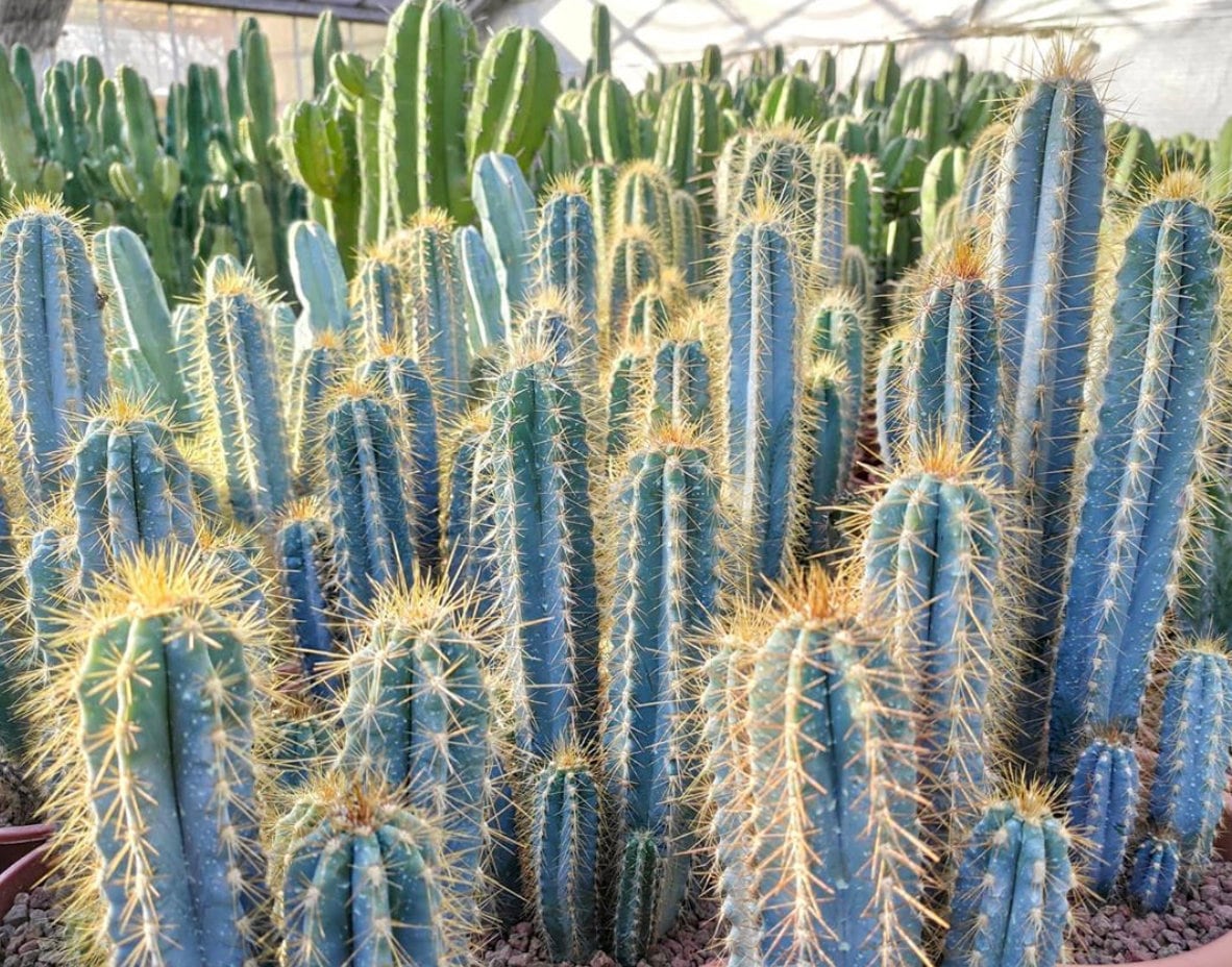opuntia cylindrica cristata Opuntia hybrid cristata 'Roller Coaster'