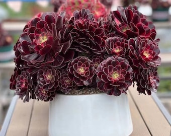 Black Rose Aeonium Zwartkop live succulents