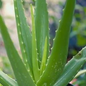 Puede incluir: Primer plano de una planta de aloe vera verde. Las hojas carnosas y puntiagudas tienen bordes dentados y una superficie lisa con peque&ntilde;as manchas blancas. La planta est&aacute; en maceta, con nuevo crecimiento en el centro.