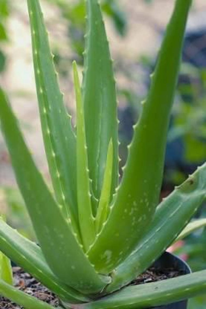 Puede incluir: Primer plano de una planta de aloe vera verde. Las hojas carnosas y puntiagudas tienen bordes dentados y una superficie lisa con peque&ntilde;as manchas blancas. La planta est&aacute; en maceta, con nuevo crecimiento en el centro.