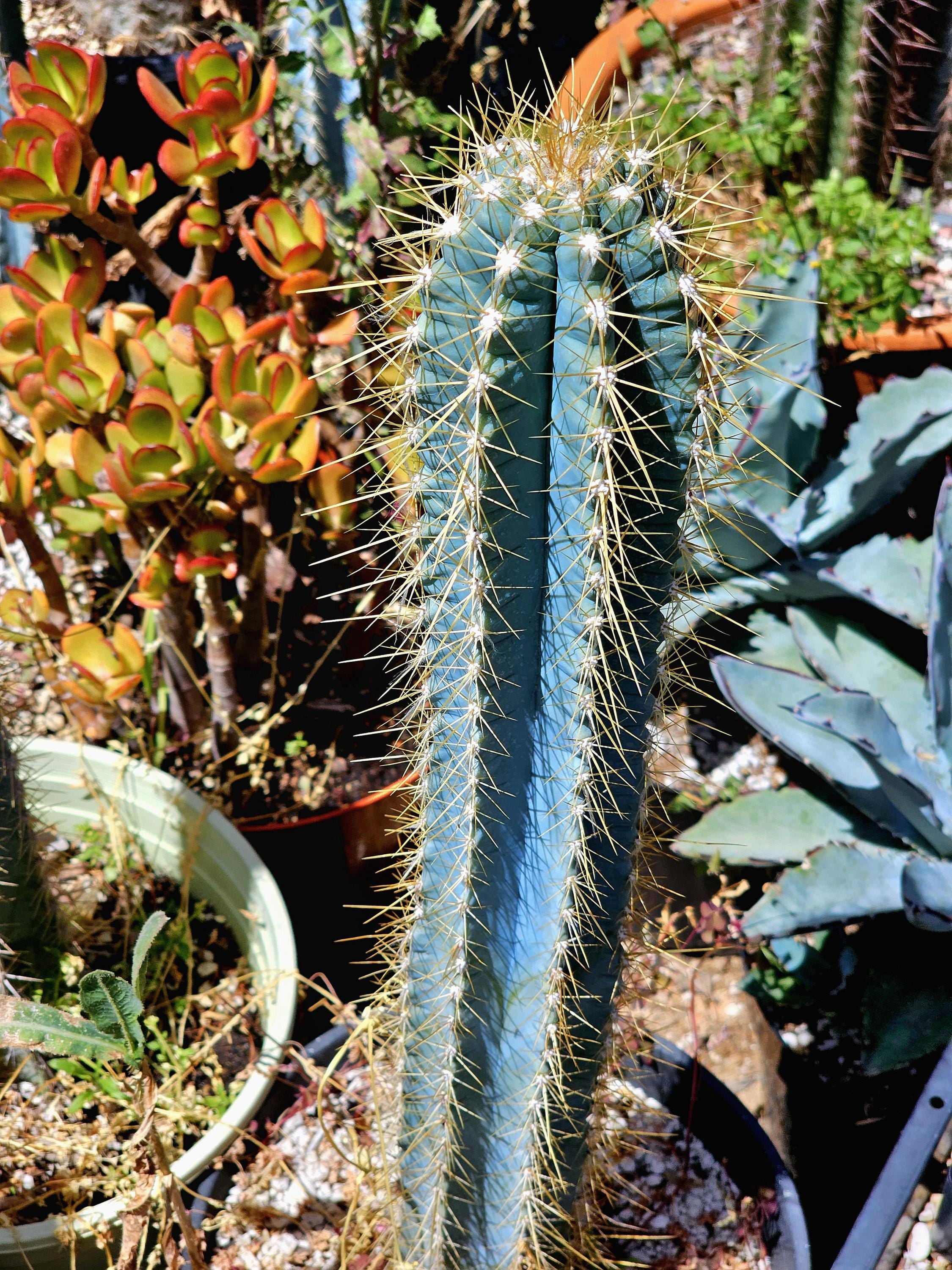 the dancing cactus Original Dancing Cactus™ main image 0
