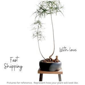 Easy care, Queensland Bottle Tree, Brachychiton rupestris, exotic plants, drought tolerant tree, bonsai tree.