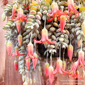 May include: A trailing succulent plant featuring dense, pale green, rounded leaves and numerous bell-shaped flowers in shades of coral, pink, and yellow. The flowers hang downward on thin stems, creating a cascading display of vibrant colors.