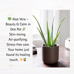 Puede incluir: Una planta de aloe vera en maceta con hojas largas y verdes. La maceta es de color marr&oacute;n oscuro y cil&iacute;ndrica. El texto a la izquierda dice: "Aloe Vera - Belleza y calma en una maceta. Amante de la piel. Purificador del aire."