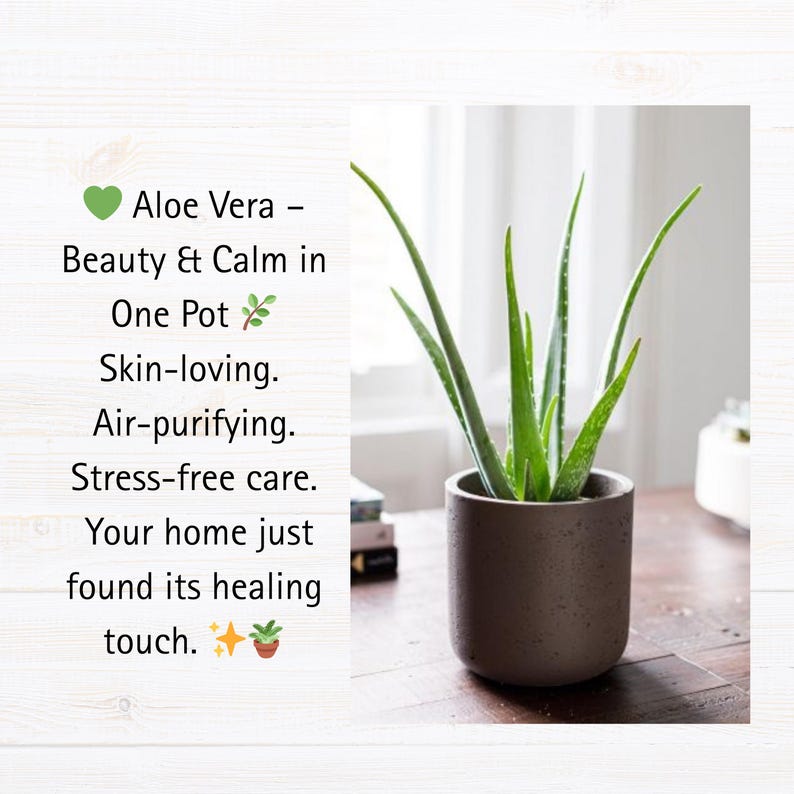 Puede incluir: Una planta de aloe vera en maceta con hojas largas y verdes. La maceta es de color marr&oacute;n oscuro y cil&iacute;ndrica. El texto a la izquierda dice: "Aloe Vera - Belleza y calma en una maceta. Amante de la piel. Purificador del aire."