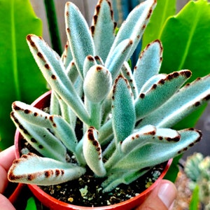 Kalanchoe Plant, Cute Succulents, colorful succulents, succulent lovers