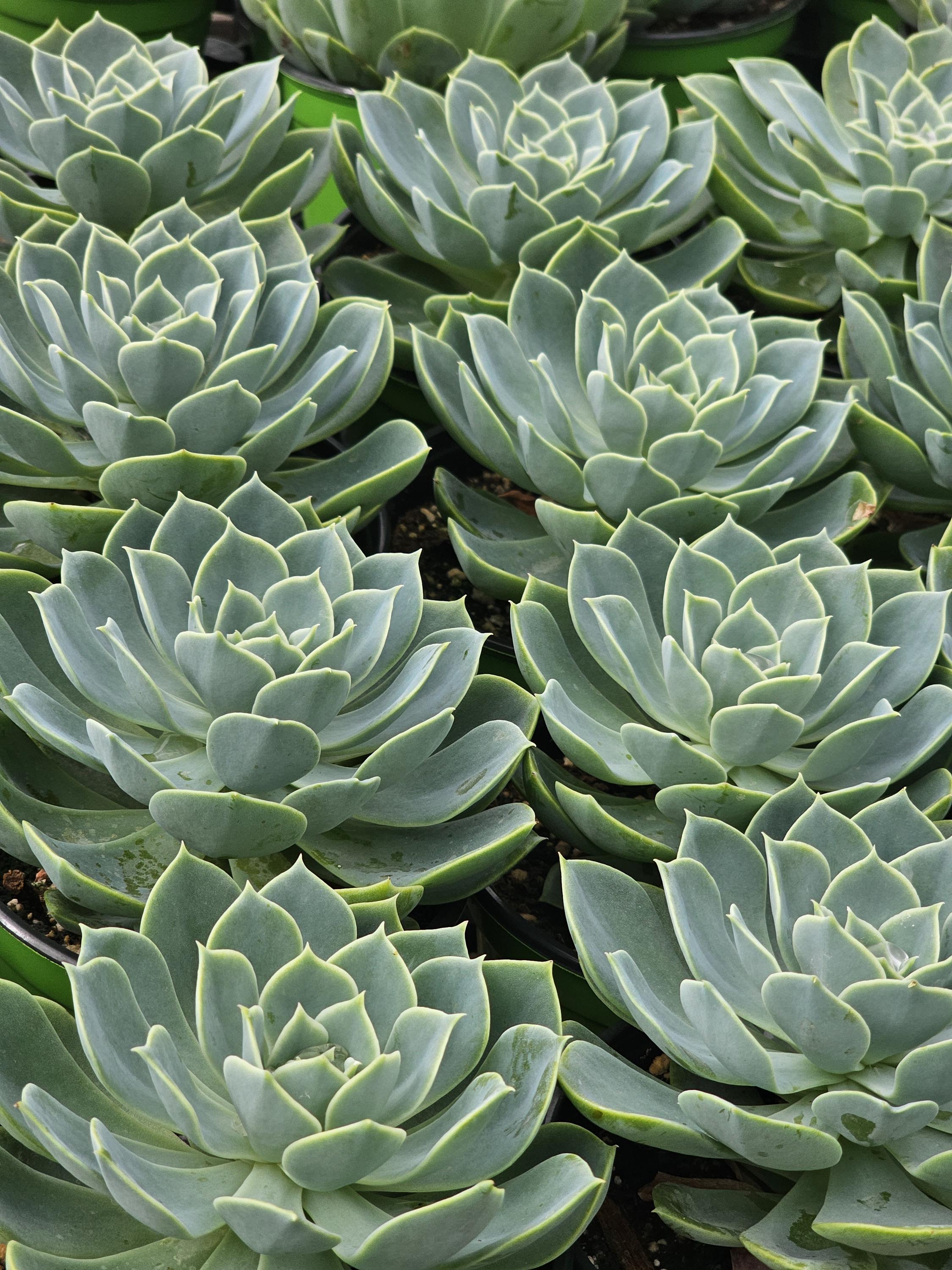 succulents nursery 4