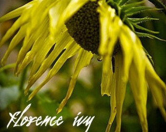 Sunflower Fine Art Photography Autumn