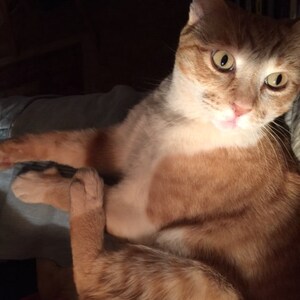 Puede incluir: Primer plano de un gato jengibre y blanco con ojos verdes, acostado en el regazo de una persona. El gato est&aacute; mirando directamente a la c&aacute;mara.