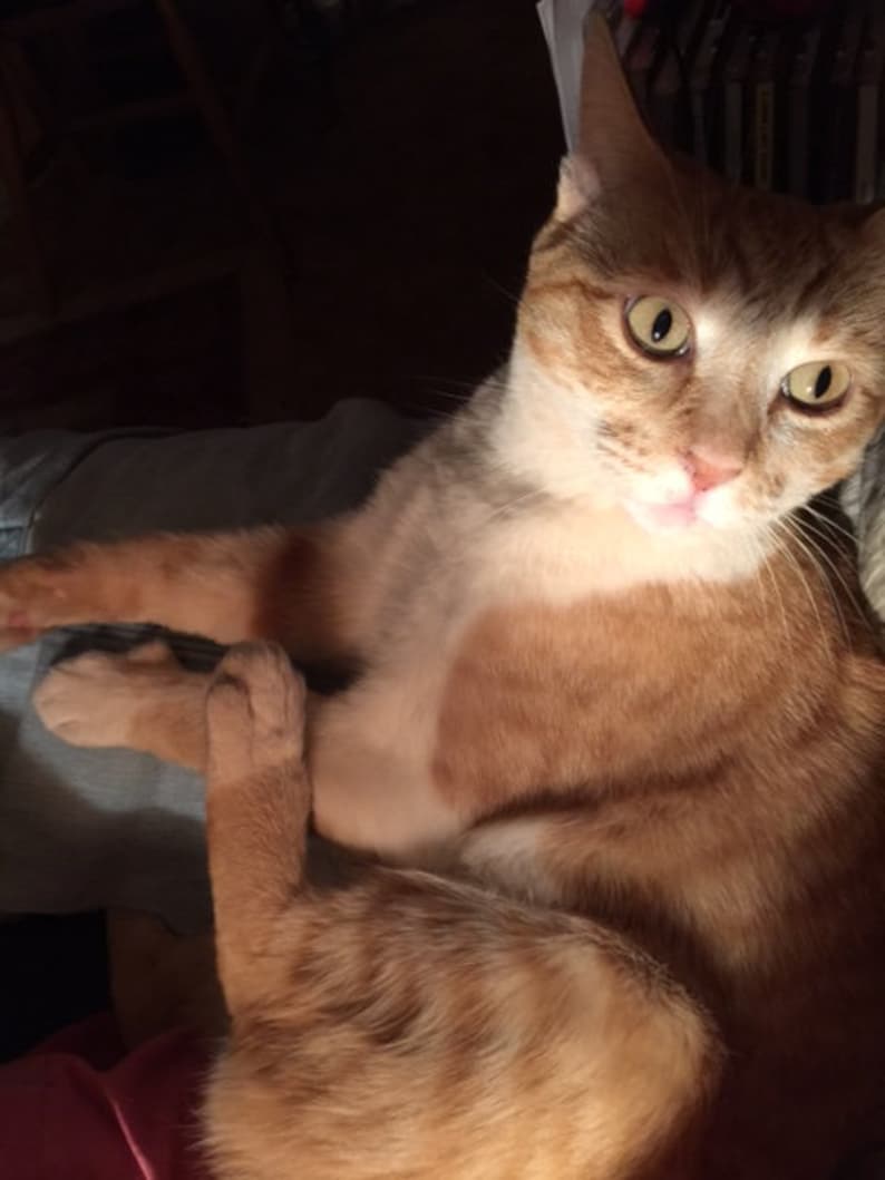 Puede incluir: Primer plano de un gato jengibre y blanco con ojos verdes, acostado en el regazo de una persona. El gato est&aacute; mirando directamente a la c&aacute;mara.