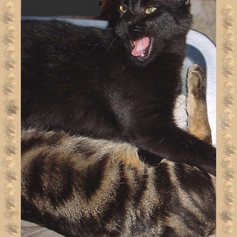 May include: A black cat with green eyes yawns while lying on top of a brown and black tabby cat.