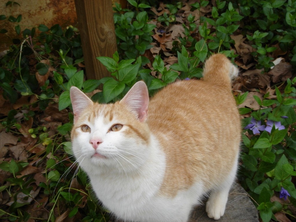 Rose Gold Sheet Solder About 1 Gram Etsy