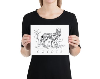 Coyote