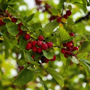 Könnte beinhalten: Nahaufnahme eines Astes mit kleinen, leuchtend roten Beeren. Die Beeren sind in Gruppen angeordnet und bilden einen Kontrast zu den grünen Blättern. Der Hintergrund ist ein weicher Grün- und Gelbton, der eine natürliche Umgebung suggeriert.