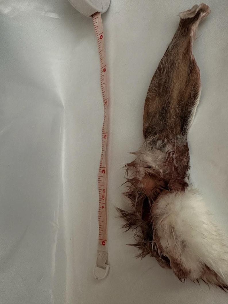 Rabbit Ear Measuring Ruler Dehydrated Rabbit Ears - Etsy