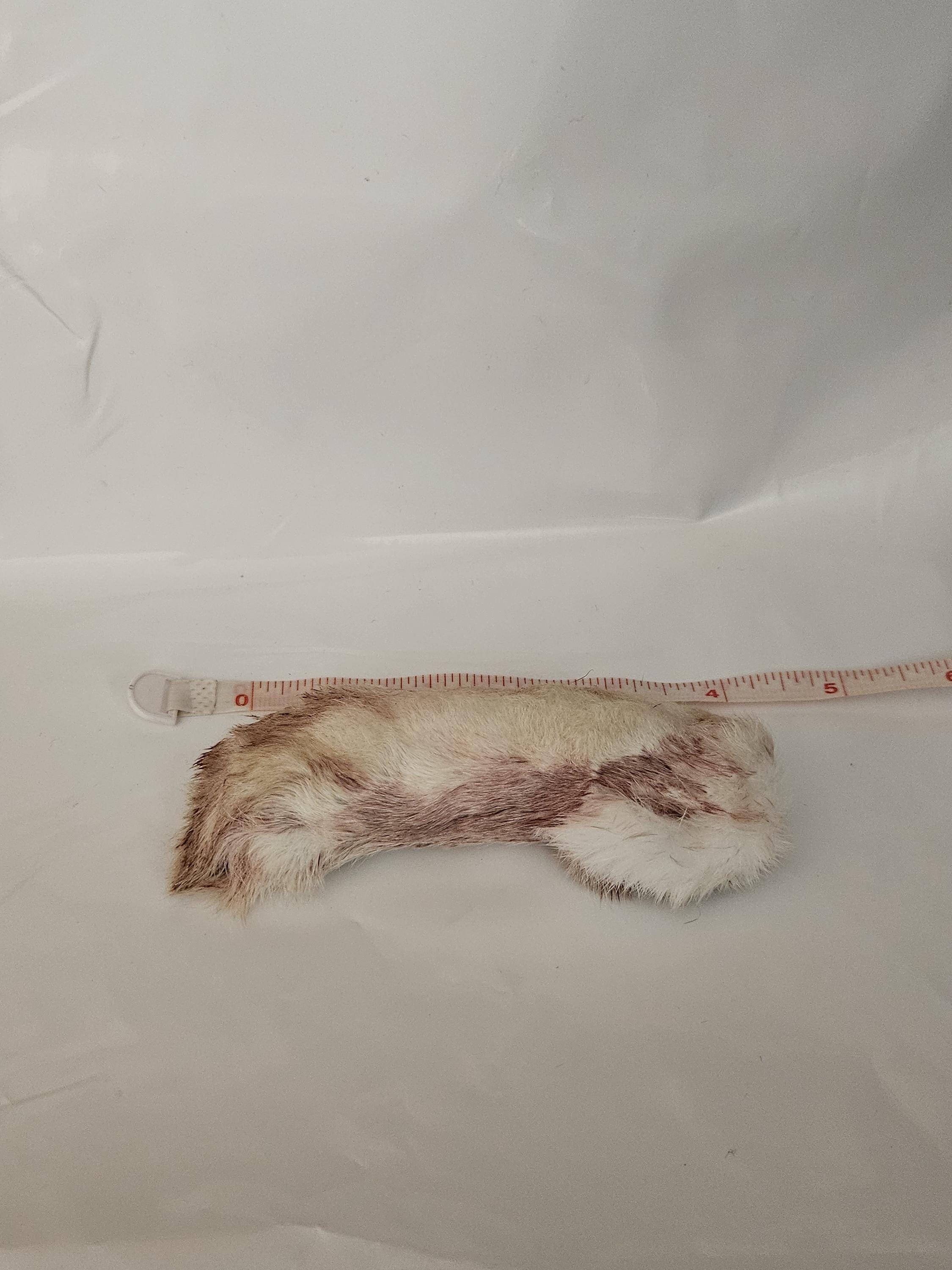 Dehydrated Rabbit Feet - Etsy
