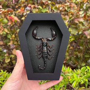 May include: A black scorpion preserved in a black coffin-shaped frame. The scorpion is displayed on a black background.