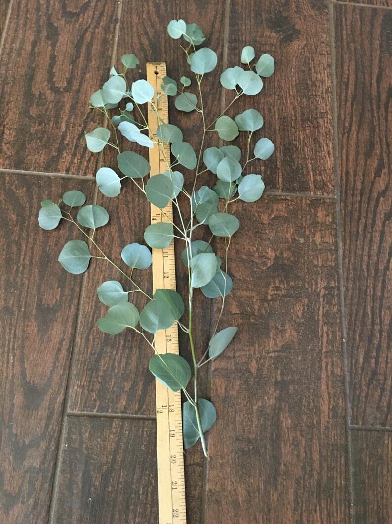 15 Long Eucalyptus Branches With Leaves Eucalyptus Etsy