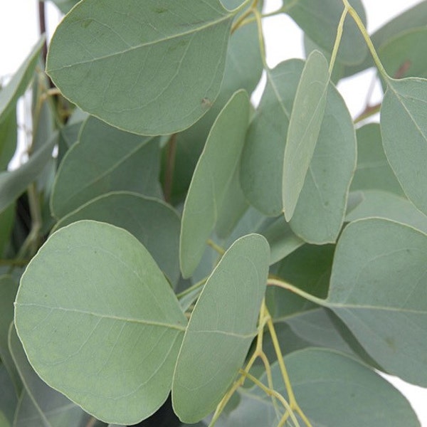 Fresh Wild Silver Dollar/ Banana shaped Eucalyptus Leaves, Euca Leaves, Eucalyptus Leaves/Stems Cuttings, Eucalyptus garland supply, Eco dye