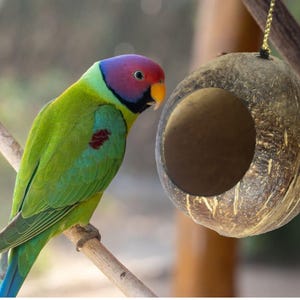 Puede incluir: Un loro colorido, con cabeza morada y cuerpo verde, posado en una rama junto a una casa para pájaros de coco. La casa para pájaros está hecha de una cáscara de coco ahuecada con una abertura redonda.