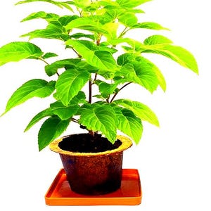 Könnte beinhalten: Eine lebendige grüne Pflanze mit großen Blättern und kleinen Blüten. Sie steht in einem braunen Topf mit goldenem Rand auf einer orangefarbenen Untertasse. Die Blätter der Pflanze sind ein leuchtendes, gesundes Grün.