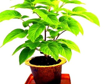 Kit de cultivo de albahaca: tierra orgánica, macetero de hierbas de fácil cultivo de Environet Holi